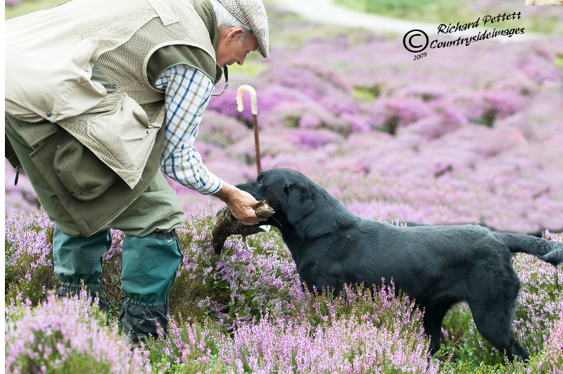 Ross retrieving to John at Bolton Abbey Trial 2009